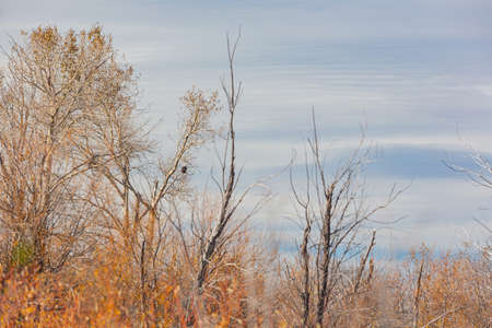Sunny view with beautiful fall color along the Hope Valley in Lake Tahoe area at Nevada, USAの写真素材