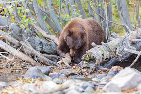 Close up shot of a Bear hunting fish in Lake Tahoe, Nevada, USAの写真素材