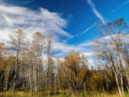Morning landscape of the Lake Tahoe area at Nevada, USAの写真素材