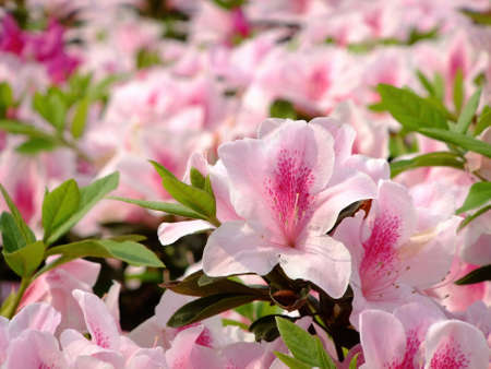 Close up shot of many Rhododendron blossom at Taipei, Taiwanの写真素材