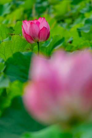 Close up shot of lotus blossom at Taipei, Taiwanの写真素材
