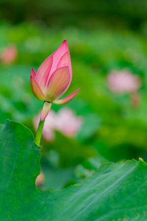 Close up shot of lotus blossom at Taipei, Taiwanの写真素材