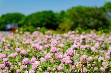 Close up shot of many Globe amaranth blossom at Taipei, Taiwanの写真素材