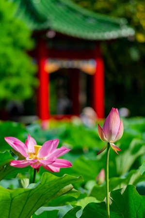 Close up shot of lotus blossom at Taipei, Taiwanの写真素材