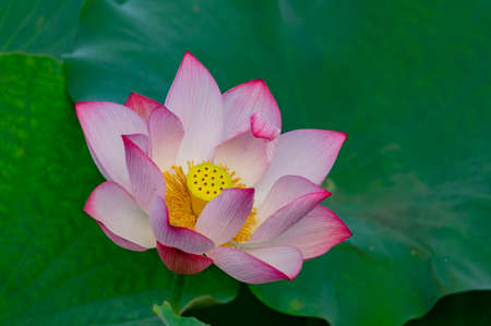 Close up shot of lotus blossom at Taipei, Taiwanの写真素材