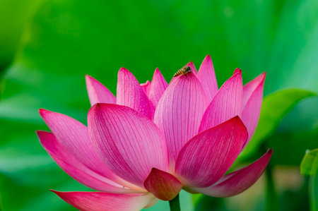 Close up shot of lotus blossom at Taipei, Taiwanの写真素材