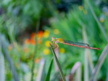Close up shot of a damselfly at Taipei, Taiwanの写真素材