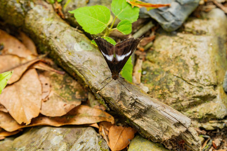 Close up shot of Limenitis camilla butterfly at Taipei, Taiwanの写真素材