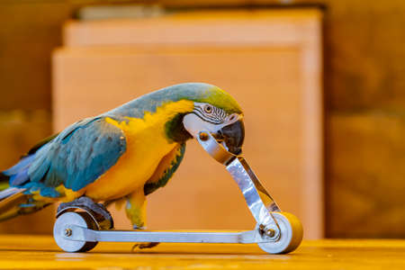 Close up shot of true parrot at Taipei, Taiwanの写真素材