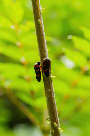 Close up shot of Cercopis at Taipei, Taiwanの写真素材