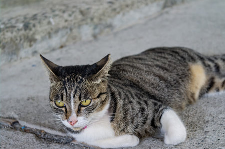 Close up shot of a cute cat at Taipei, Taiwan