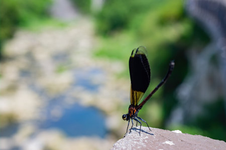 Close up shot of a cute Dameselfly at Taipei, Taiwanの写真素材