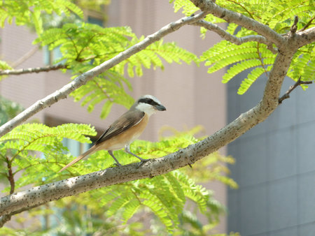 Close up shot of a Grey-backed shrike at Taipei, Taiwanの写真素材