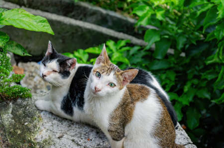 Close up shot of a cute cat at Taipei, Taiwanの写真素材
