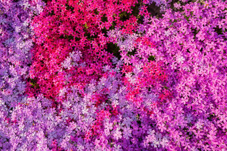 Macro view of  the beautiful pink Shiba Sakura at Hokkaido, Japanの写真素材