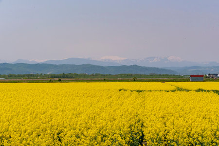 Yellow brassica blossom at Takinoue, Hokkaido, Japan