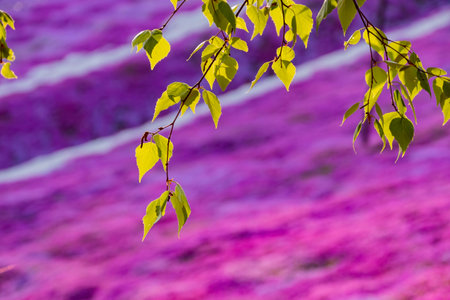 Sunny view of the beautiful Shiba Sakura blossom at Hokkaido, Japanの写真素材