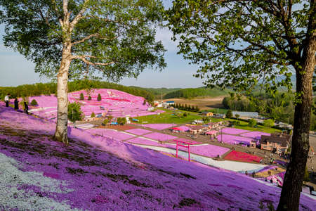 Sunny view of the beautiful Shiba Sakura blossom at Hokkaido, Japanのeditorial素材