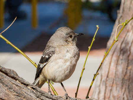 Close up shot of a cute Northern mockingbird at Las Vegas, Nevada