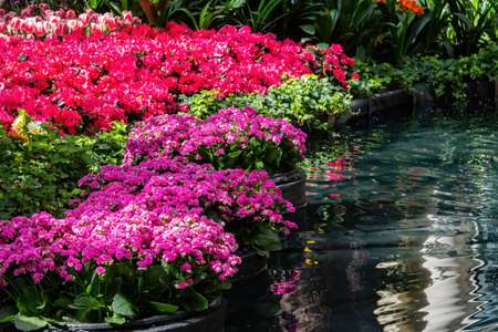 Close up shot of beautiful flower blossom at Las Vegas, Nevadaの写真素材