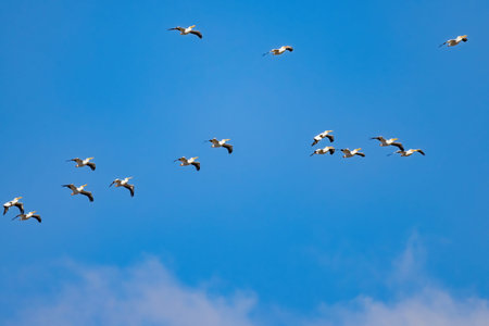 Close up shot of a Pelican flying at Lake Mead Recreation area, Nevada