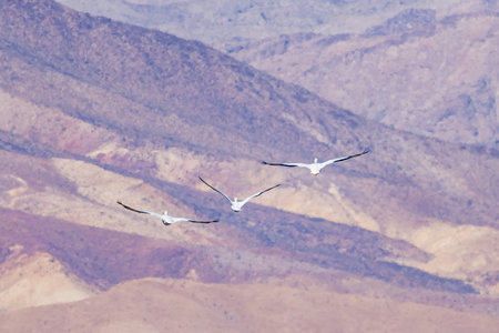 Close up shot of a Pelican flying at Lake Mead Recreation area, Nevada