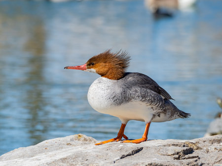 Close up shot of Common merganser resting on a rock at Las Vegas, Nevadaの写真素材