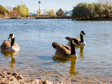 Close up shot of Canada Goose swimming at Las Vegas, Nevadaの写真素材