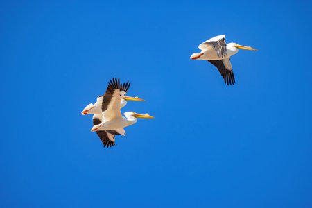 Close up shot of a Pelican flying at Lake Mead Recreation area, Nevadaの写真素材