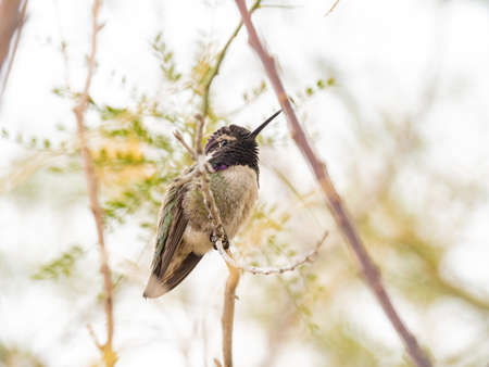 Close up shot of beautiful hummingbird resting on a brunch at Las Vegas, Nevadaの写真素材