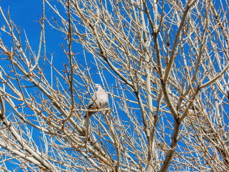 Sunny view of a dove in Hayley Hendricks Park at Henderson, Nevada