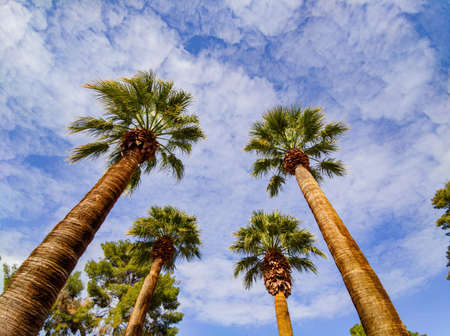 Looking up the palm tree at Las Vegas, Nevadaの写真素材