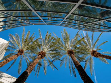 Palm tree and modern building in the campus of UNLV at Nevada