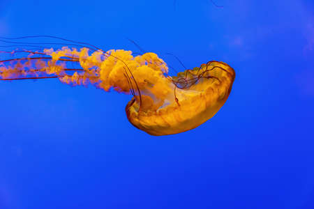 Close up shot of beautiful Chrysaora quinquecirrha swimming at San Franciscoの写真素材
