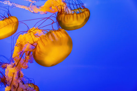 Close up shot of beautiful Chrysaora quinquecirrha swimming at San Francisco