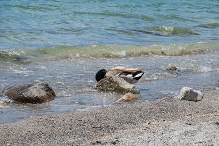 Duck swimming in the June Lake at Californiaの写真素材