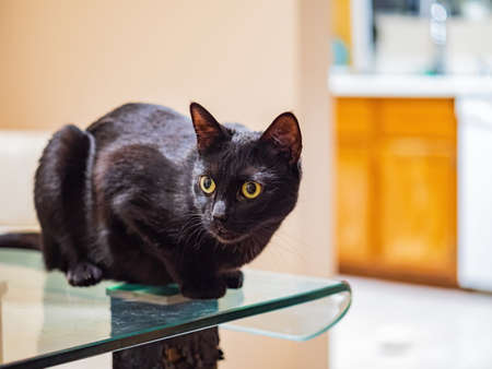 Close up shot of cute cat at Nevadaの写真素材