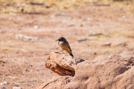 Close up shot of a beautiful Say's phoebe at Lake Mead National Recreation Area, Nevadaの写真素材