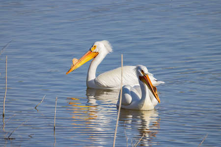 Close up shot of cute Pelican swimming at Nevadaの写真素材