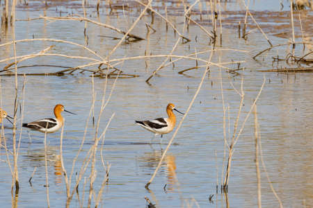 Close up shot of a cute American avocet at Nevadaの写真素材
