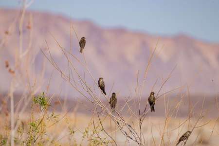 Close up shot of many cute sparrow on treeの写真素材
