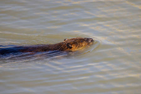 Close up shot of North American beaver swimming at the Lakeの写真素材