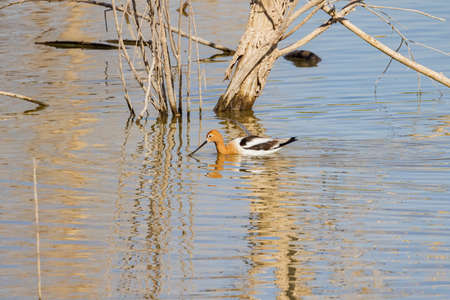 Close up shot of a cute American avocet at Nevadaの写真素材