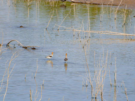 Close up shot of a cute American avocet at Nevadaの写真素材