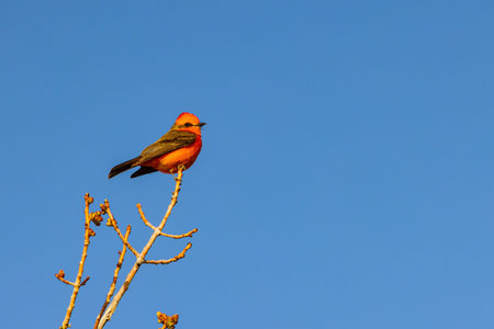 Close up shot of Scarlet flycatcher flying out from the branch at Las Vegas, Nevadaの写真素材