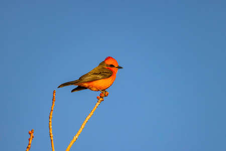 Close up shot of Scarlet flycatcher flying out from the branch at Las Vegas, Nevadaの写真素材