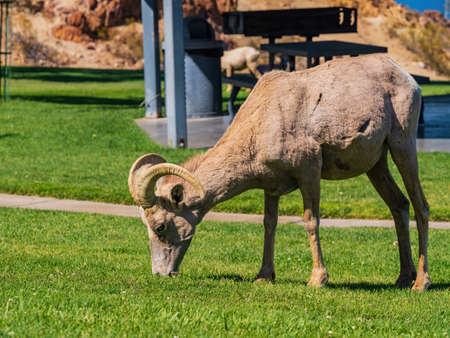 Many big horn sheep at Hemenway Park, Boulder City, Nevadaの写真素材