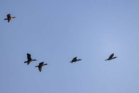 Close up shot of cute Double-crested cormorant flying in the sky at Nevadaの写真素材