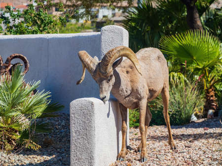 Many big horn sheep in front of a residence building near Hemenway Park at Boulder City, Nevadaの写真素材