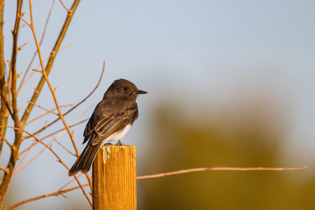 Close up shot of a beautiful Say's phoebe at Nevada